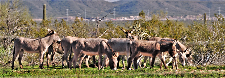 herd of donkeys